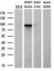 hsBG antibody, GTX84961, GeneTex, Western Blot image 
