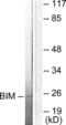 BCL2 Like 11 antibody, LS-C118395, Lifespan Biosciences, Western Blot image 
