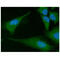 Fas Associated Via Death Domain antibody, GTX57546, GeneTex, Immunocytochemistry image 