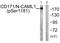 L1 Cell Adhesion Molecule antibody, LS-C198752, Lifespan Biosciences, Western Blot image 