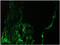 Keratin 6A antibody, AM33008PU-N, Origene, Immunofluorescence image 