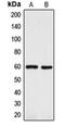 L-dopachrome tautomerase antibody, orb213841, Biorbyt, Western Blot image 