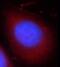 Coiled-Coil Domain Containing 153 antibody, FNab01348, FineTest, Immunofluorescence image 