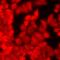 Regenerating Family Member 3 Alpha antibody, orb412066, Biorbyt, Immunofluorescence image 