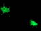 DNA-directed RNA polymerases I, II, and III subunit RPABC1 antibody, TA502488, Origene, Immunofluorescence image 