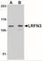 Leucine Rich Repeat And Fibronectin Type III Domain Containing 3 antibody, NBP2-41098, Novus Biologicals, Western Blot image 