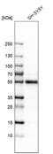 GATA Binding Protein 2 antibody, HPA005633, Atlas Antibodies, Western Blot image 