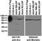 Homeobox protein ARX antibody, 73-402, Antibodies Incorporated, Western Blot image 