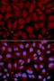 Butyrylcholinesterase antibody, orb135109, Biorbyt, Immunofluorescence image 