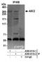 Pyrin Domain Containing 1 antibody, A300-411A, Bethyl Labs, Immunoprecipitation image 