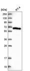 Acyl-CoA Thioesterase 11 antibody, HPA041047, Atlas Antibodies, Western Blot image 