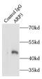 Actin Related Protein 3 antibody, FNab00598, FineTest, Immunoprecipitation image 