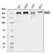 CEP215 antibody, A03102-2, Boster Biological Technology, Western Blot image 