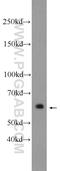 Early Growth Response 1 antibody, 55117-1-AP, Proteintech Group, Western Blot image 