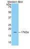 Fibroblast Growth Factor 2 antibody, LS-C293905, Lifespan Biosciences, Western Blot image 