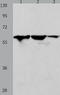 DnaJ homolog subfamily C member 7 antibody, TA323914, Origene, Western Blot image 