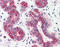 NET50 antibody, LS-A9865, Lifespan Biosciences, Immunohistochemistry frozen image 
