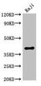 Hydroxymethylbilane Synthase antibody, CSB-PA010524LA01HU, Cusabio, Western Blot image 