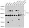 DNA Polymerase Kappa antibody, A01987-1, Boster Biological Technology, Western Blot image 