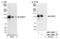 Disabled homolog 2-interacting protein antibody, NBP1-30081, Novus Biologicals, Immunoprecipitation image 
