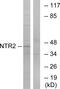 NTSR2 antibody, A30850, Boster Biological Technology, Western Blot image 