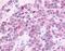 Hormonally Up-Regulated Neu-Associated Kinase antibody, NLS6922, Novus Biologicals, Immunohistochemistry frozen image 