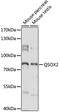 Quiescin Sulfhydryl Oxidase 2 antibody, LS-C750186, Lifespan Biosciences, Western Blot image 