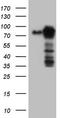 Protein LYRIC antibody, TA804355, Origene, Western Blot image 