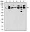 Protein HEXIM1 antibody, orb178599, Biorbyt, Western Blot image 