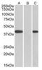 Fanconi anemia group F protein antibody, orb125002, Biorbyt, Western Blot image 