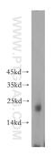 DnaJ homolog subfamily C member 15 antibody, 16063-1-AP, Proteintech Group, Western Blot image 