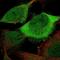 Cell Division Cycle 20 antibody, NBP2-58408, Novus Biologicals, Immunofluorescence image 