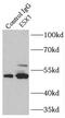 Homeobox protein ESX1 antibody, FNab02873, FineTest, Immunoprecipitation image 