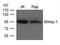 PR/SET Domain 1 antibody, TA347840, Origene, Western Blot image 