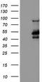Methionyl-tRNA formyltransferase, mitochondrial antibody, TA503564S, Origene, Western Blot image 