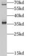 Protein Tob2 antibody, FNab08851, FineTest, Western Blot image 