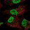 Zinc Finger Protein 341 antibody, NBP2-57823, Novus Biologicals, Immunofluorescence image 