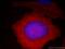 Stanniocalcin 2 antibody, 60063-1-Ig, Proteintech Group, Immunofluorescence image 