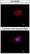 Poly(A) RNA polymerase, mitochondrial antibody, GTX70156, GeneTex, Immunofluorescence image 