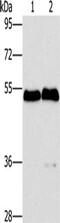 Sphingosine Kinase 2 antibody, CSB-PA548094, Cusabio, Western Blot image 