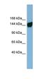 Family With Sequence Similarity 81 Member B antibody, orb325815, Biorbyt, Western Blot image 