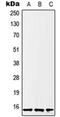 H2B Histone Family Member S antibody, orb215195, Biorbyt, Western Blot image 