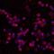 cAMP antibody, MAB2146, R&D Systems, Immunofluorescence image 