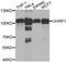 Ubiquitin Like With PHD And Ring Finger Domains 1 antibody, MBS127391, MyBioSource, Western Blot image 