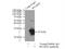 Synaptosome Associated Protein 23 antibody, 10825-1-AP, Proteintech Group, Immunoprecipitation image 