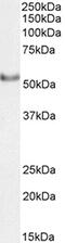 Vitronectin antibody, CL7759AP, Cedarlane Labs, Western Blot image 