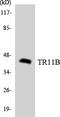 Opg antibody, LS-C292195, Lifespan Biosciences, Western Blot image 