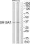 Olfactory Receptor Family 10 Subfamily A Member 7 antibody, PA5-39764, Invitrogen Antibodies, Western Blot image 