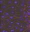 Cadherin-3 antibody, NBP2-11842, Novus Biologicals, Immunofluorescence image 