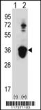 U2 Small Nuclear RNA Auxiliary Factor 1 antibody, 61-516, ProSci, Western Blot image 